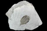 Dalmanites Trilobite Fossil - New York #101555-1